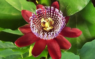 A passiflora flower at the Crete Botanical Gardens