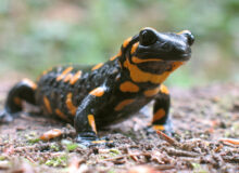 Fire Salamander in the Evros Delta in Thrace, Greece