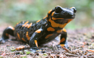 Fire Salamander in the Evros Delta in Thrace, Greece