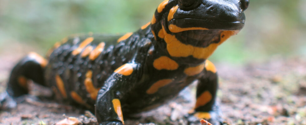 Fire Salamander in the Evros Delta in Thrace, Greece