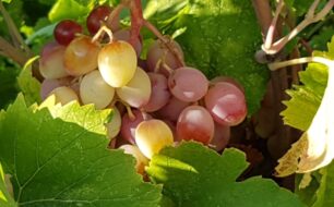 Museum_Of_Samos_Wine_14_Samos_grapes