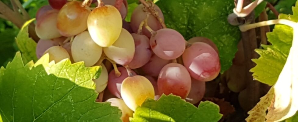 Museum_Of_Samos_Wine_14_Samos_grapes