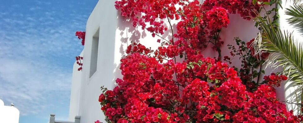 Mykonos Bougainvillea
