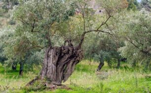 Olive groves in Greece