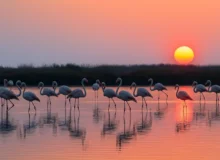 Flamingos at sunset at Lake Vistonida in East Macedonia and Thrace National Park