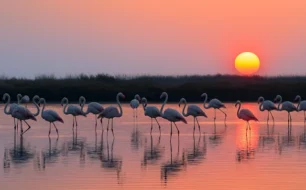 Flamingos at sunset at Lake Vistonida in East Macedonia and Thrace National Park